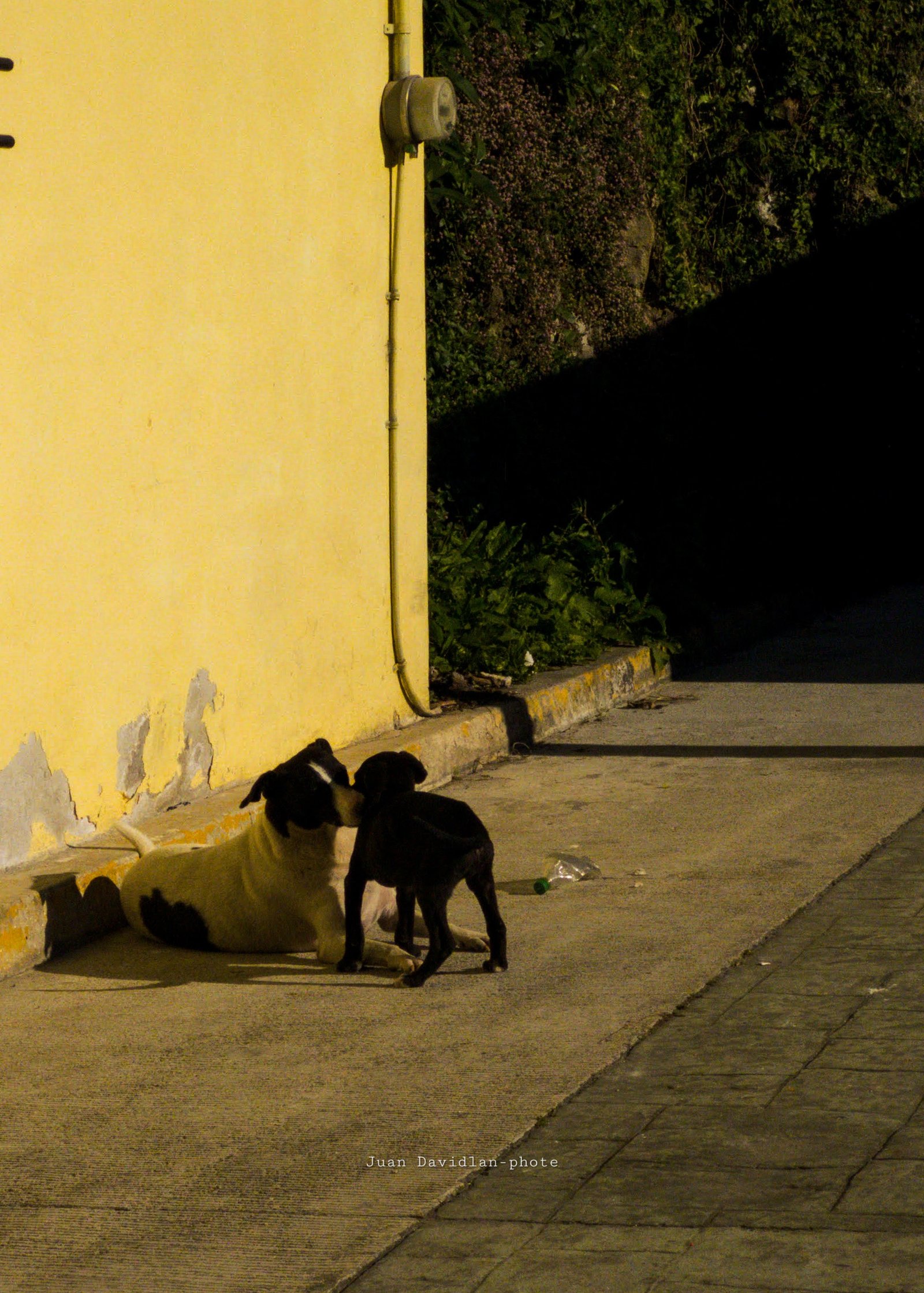 Cachorros rescatados listos para adopción en Altotonga