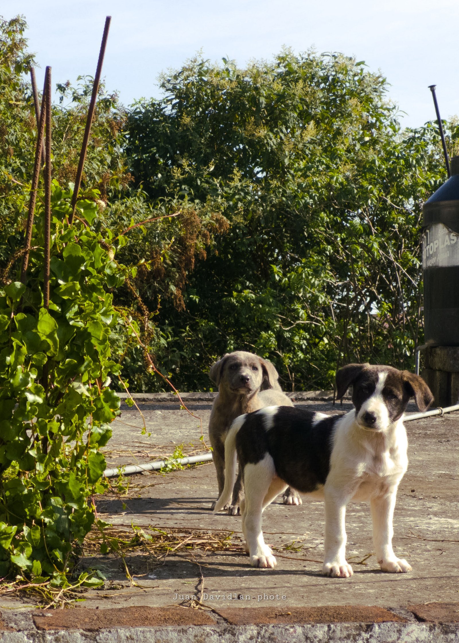 Donaciones para campaña de esterilización animal Altotonga
