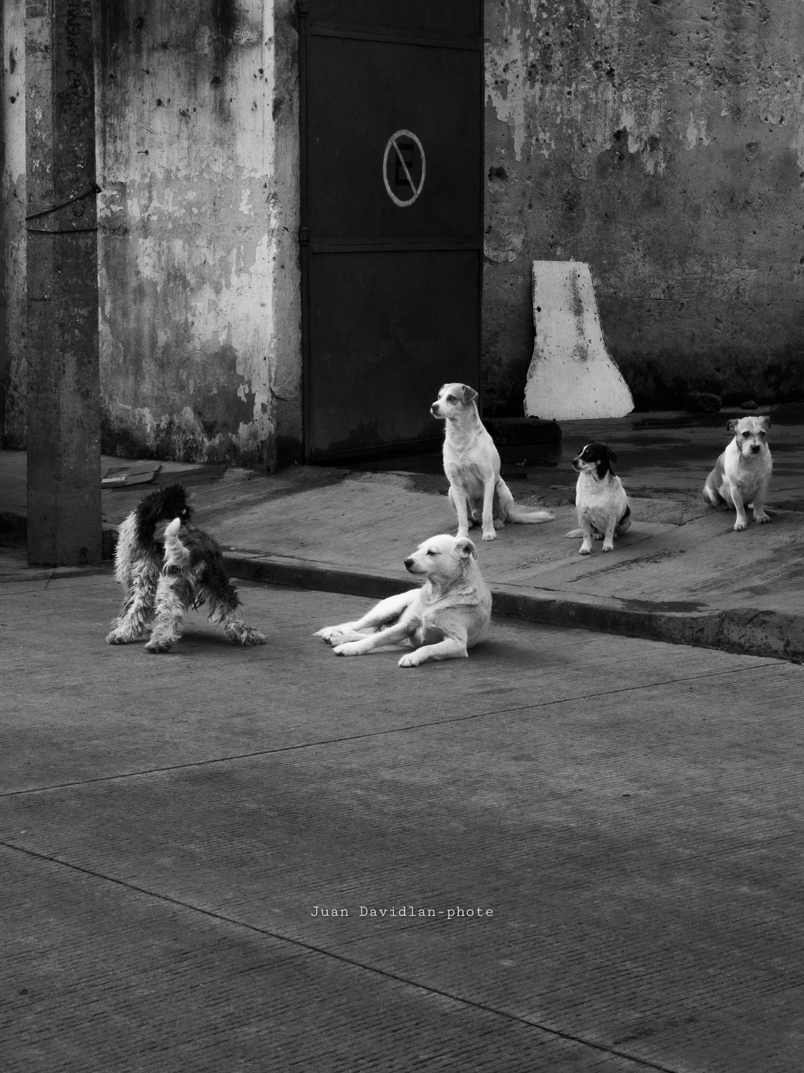 Perritos callejeros sufriendo abandono en Altotonga