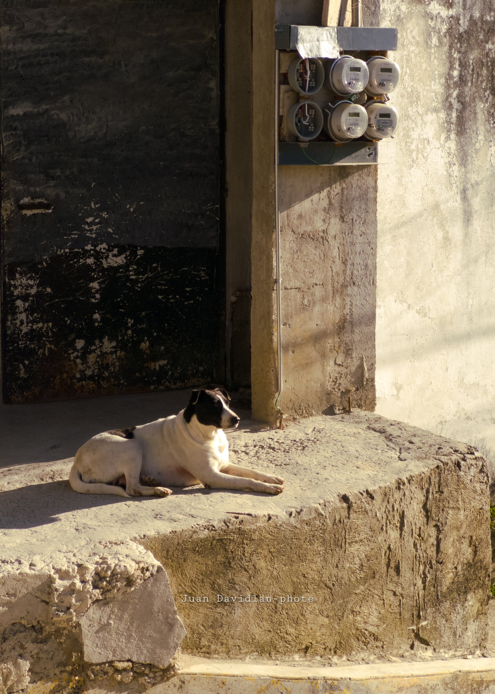 Perro descansando en el refugio de animales gracias a Salvando Huellas