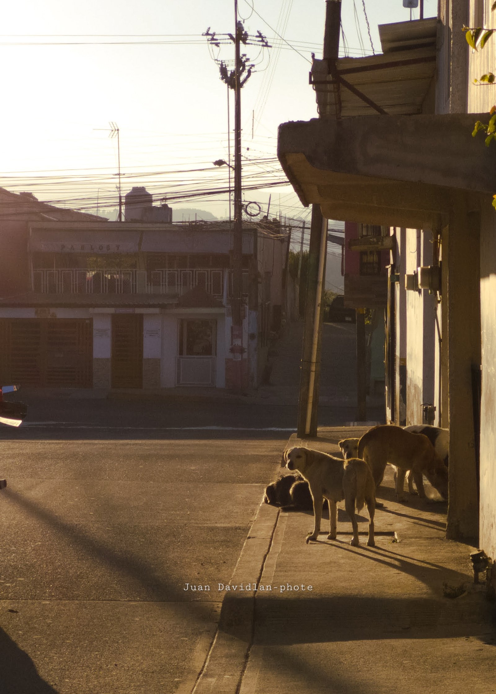 Perros de la calle pidiendo ayuda al atardecer en Altotonga